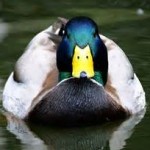 Profile picture of Ruffknuckles